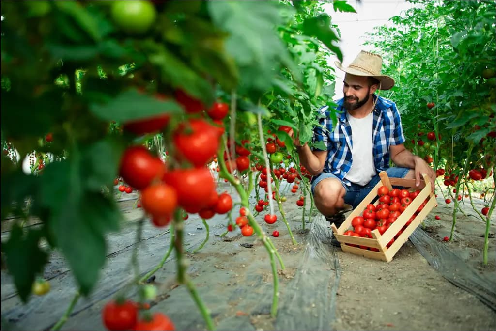 Harvesting from a 5000-square-meter greenhouse in Madar Industrial Group